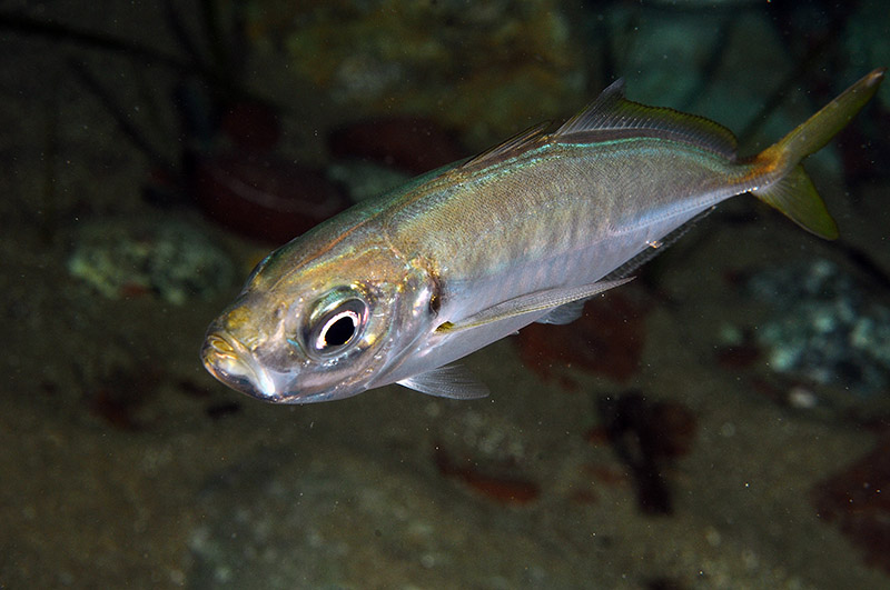 Trachurus mediterraneus (Steindachner, 1868)